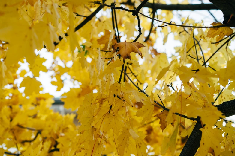 some yellow leaves hanging on a tree nch