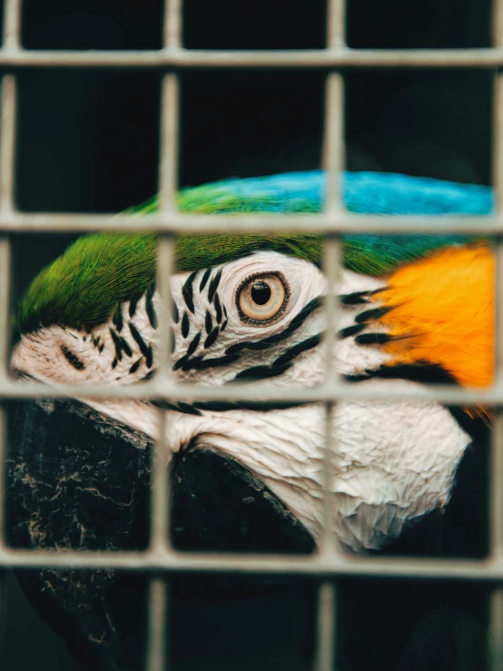 closeup of a large parrot seen through a cage