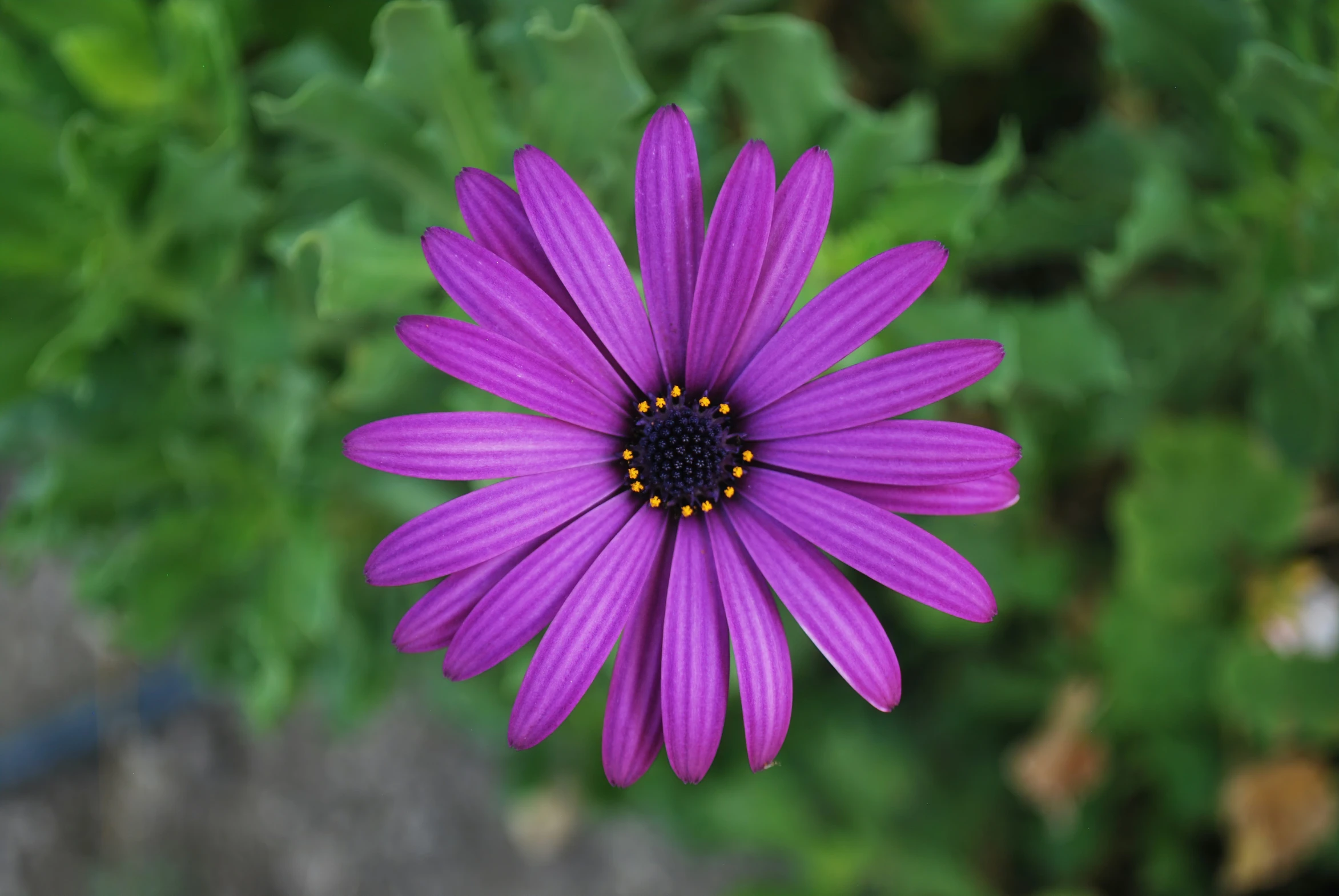 a single purple flower sitting on top of green foliage