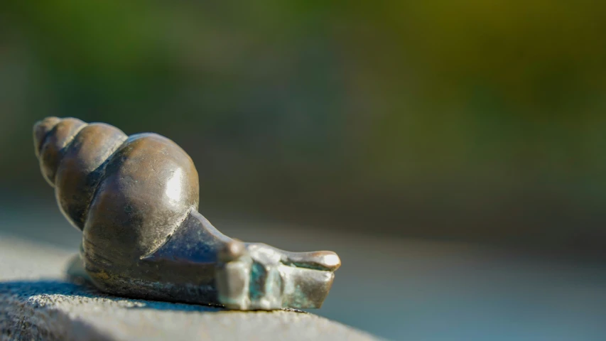 a close up s of a snail laying on the cement