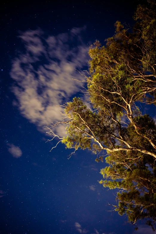 a lone tree sits below a blue sky and the stars