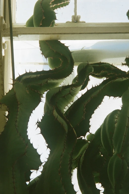 green plants next to a glass window in front of a sky view