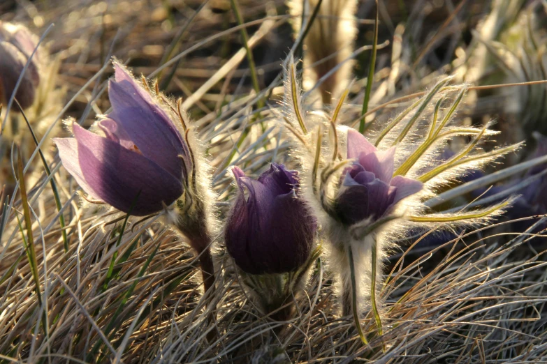 small flowers are in the grass next to dried plants