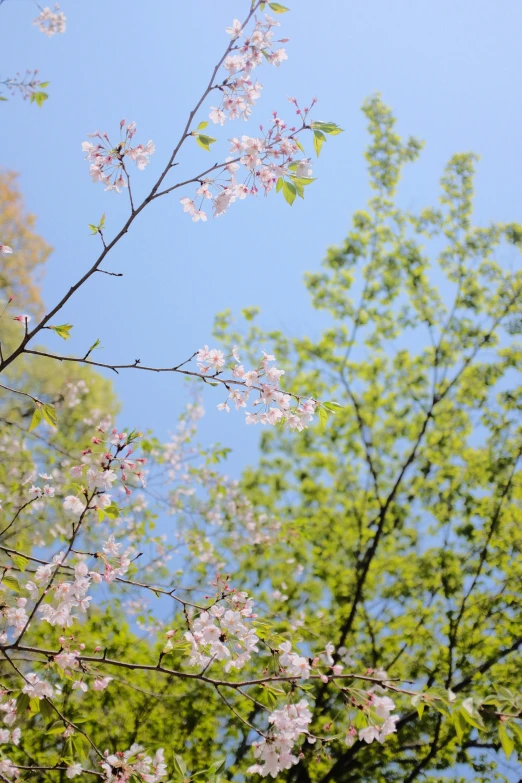 view from below of flowers and leaves from a tree