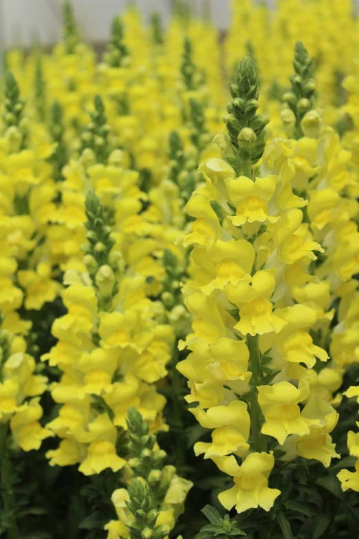 several yellow flowers with green leaves on them