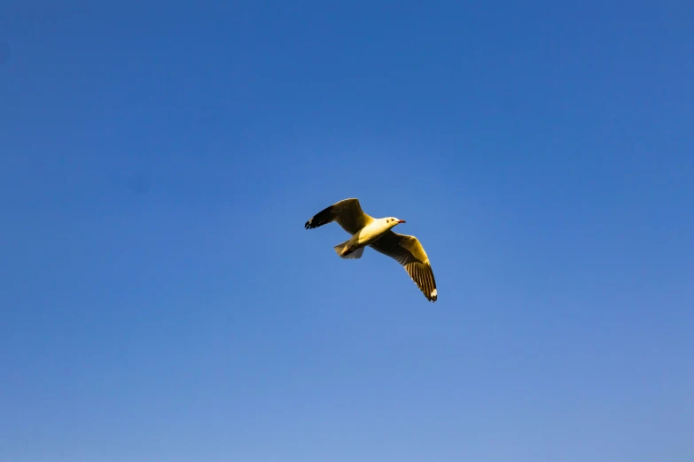 a seagull flies overhead in the blue sky