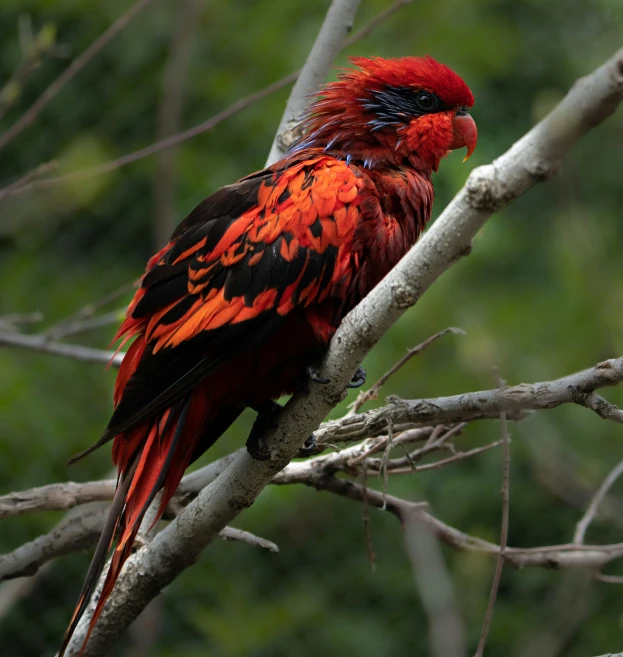 red and black bird perched on a tree nch