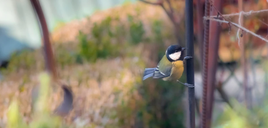 a small bird perched on the outside of a window