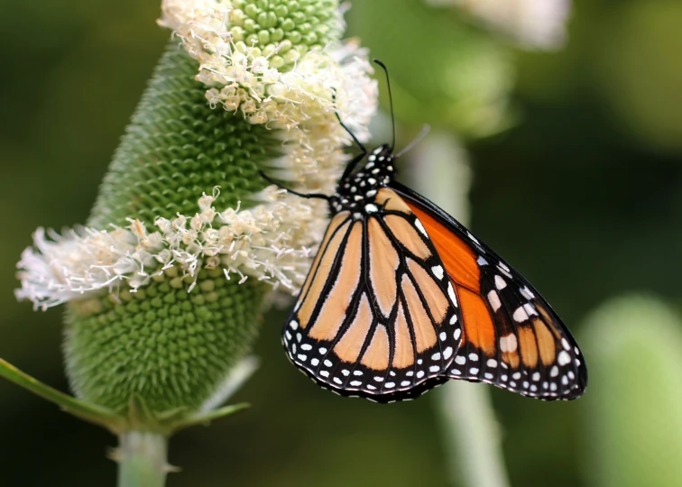 a monarch erfly on a budding flower