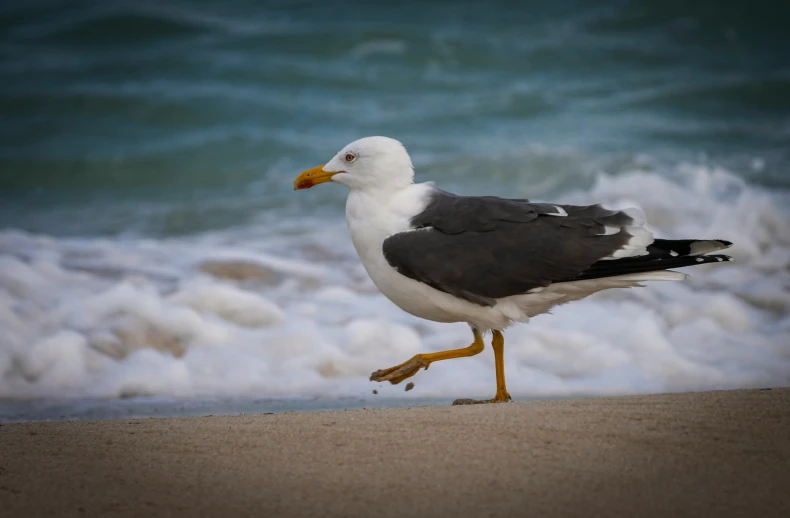a black, white and gray bird stands on the beach