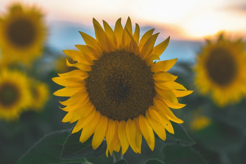 a closeup of the center of a sunflower