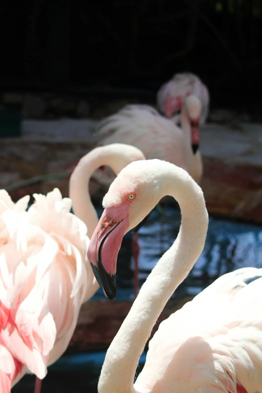 a bunch of flamingos are standing around together