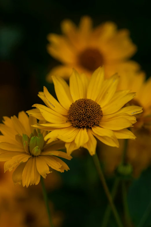 a group of yellow flowers sitting next to each other