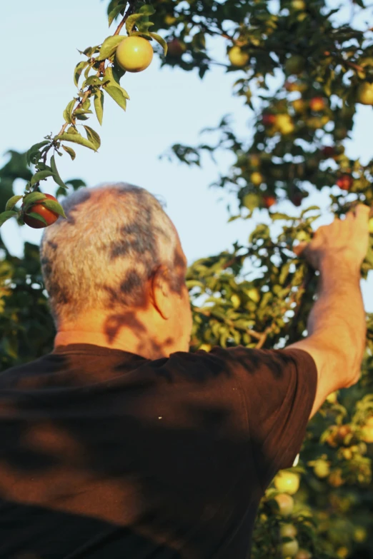 an older man picking fruit from a tree