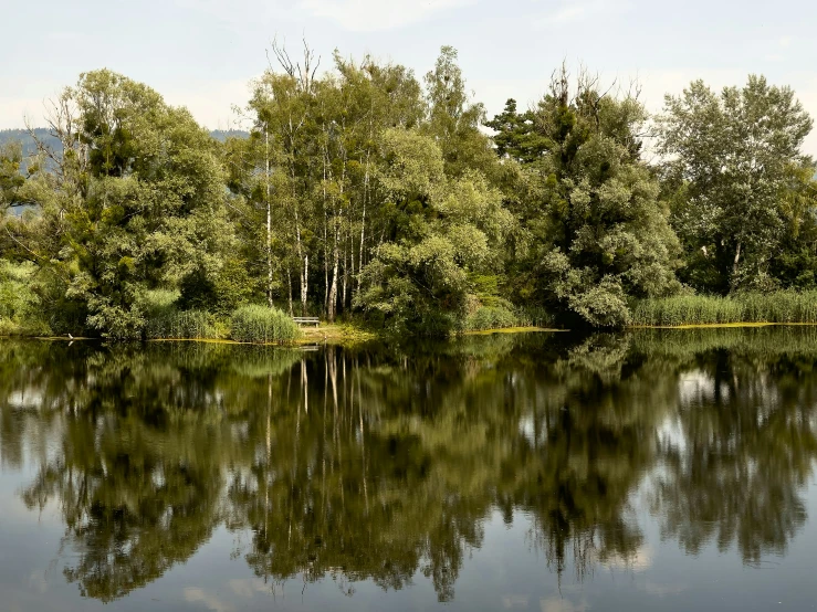 the trees are reflected in the still water