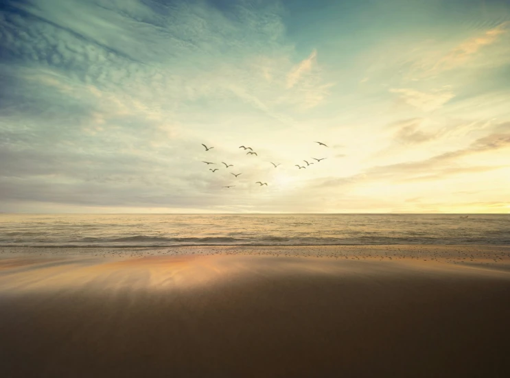 birds flying over the ocean at sunset