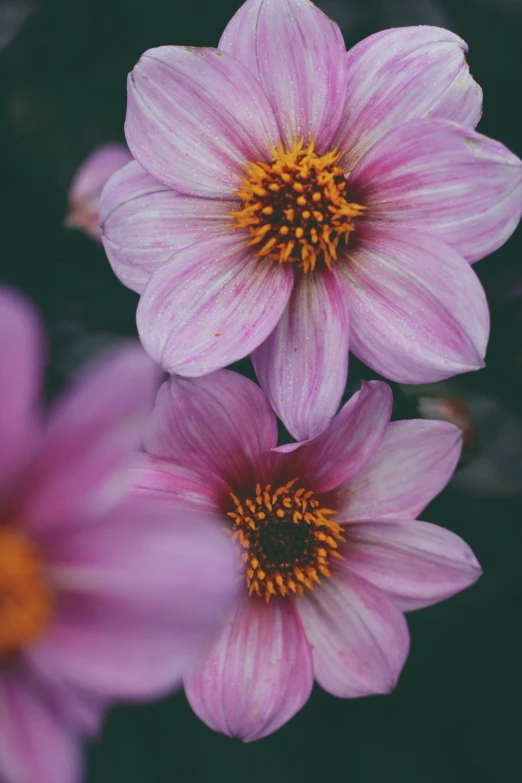 a close up s of some pretty pink flowers