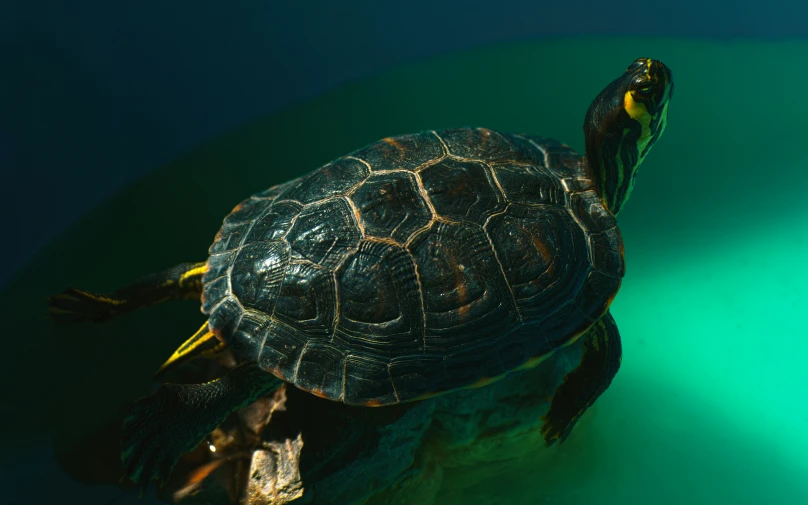 a turtle is sitting on top of some rocks