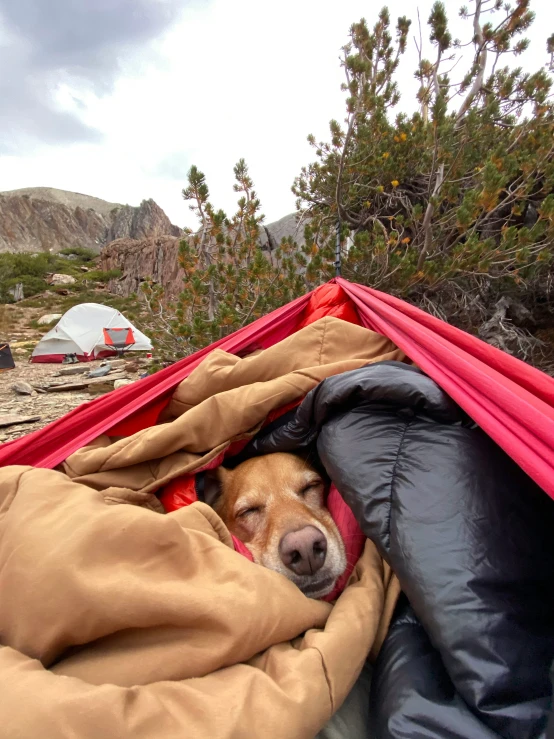 a dog is peeking out of a sleeping bag