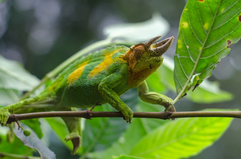 a green and yellow chamelon on a nch in the rain