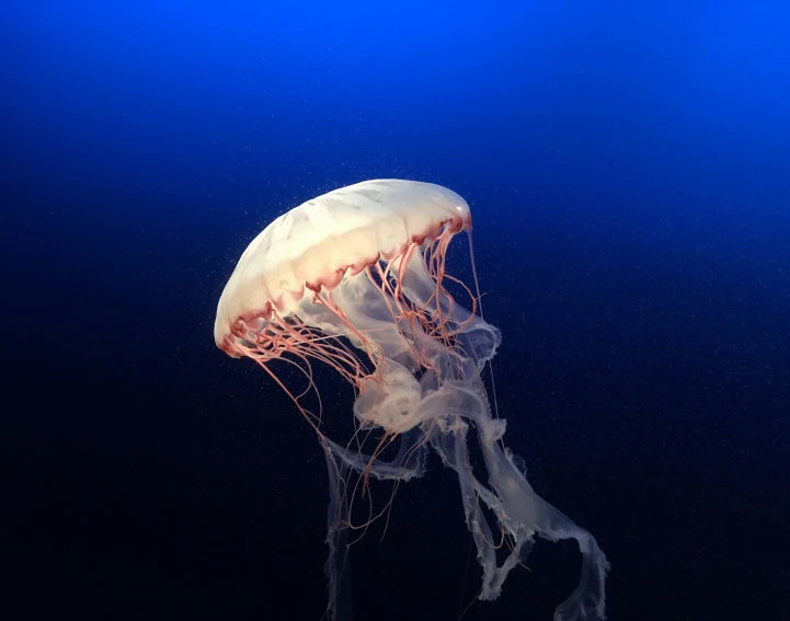 a large jellyfish in the water with no head