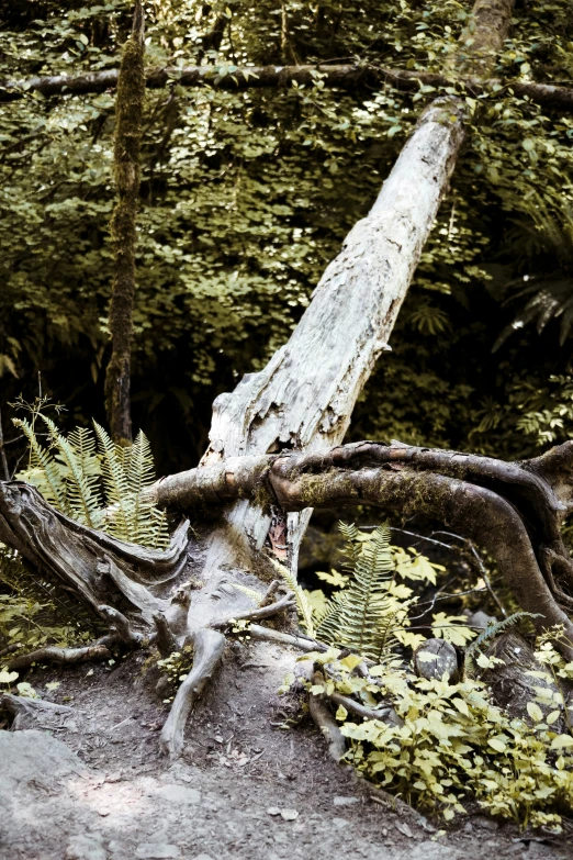 an old log laying on the ground by the woods