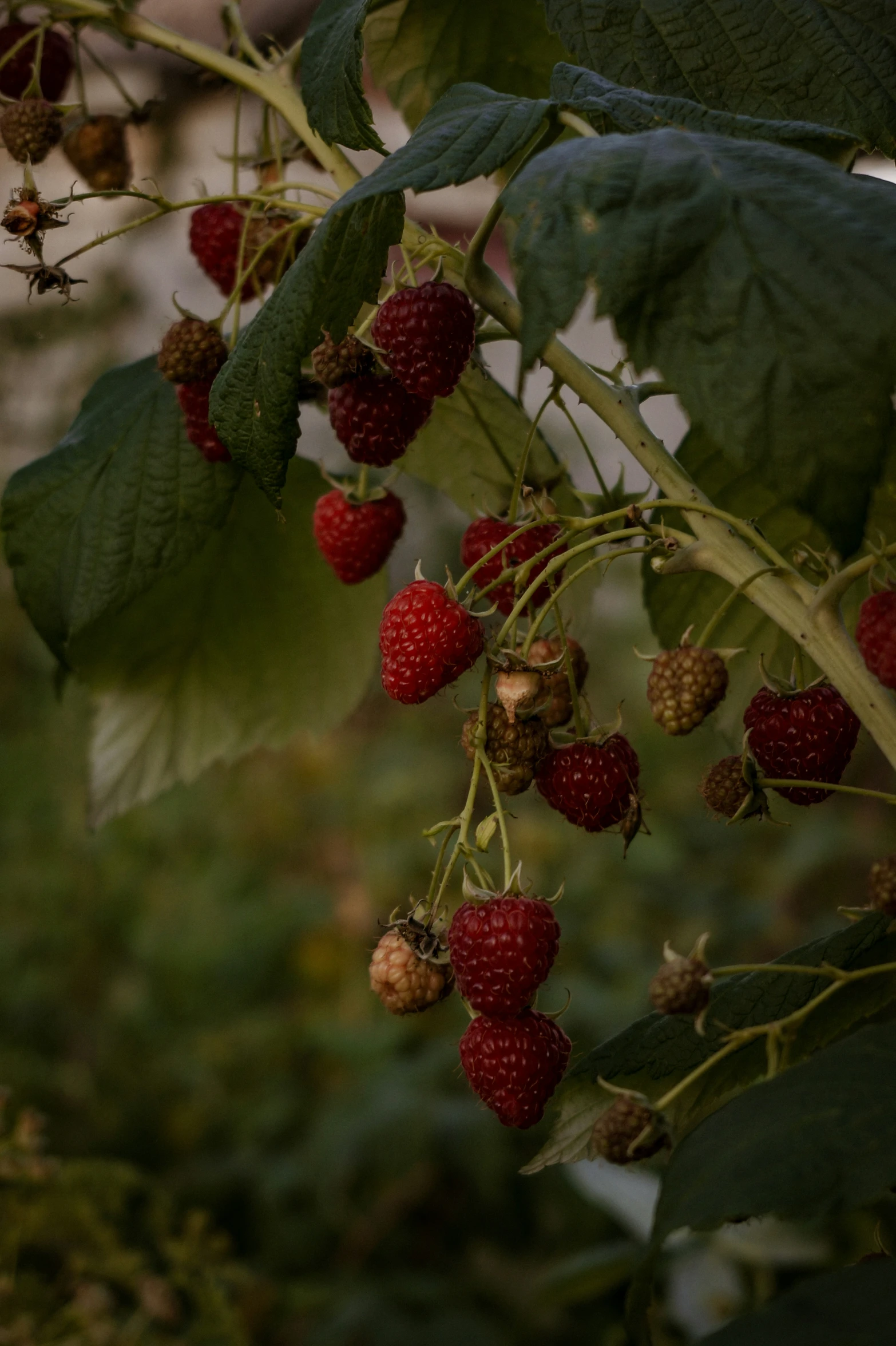 a bush with fruits growing in the rain