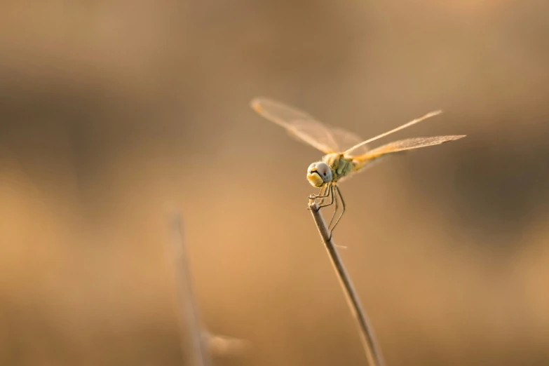 the dragon flys close up in the sunset light