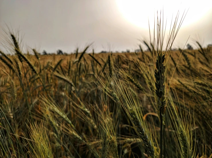 a bunch of grass that is standing in the dirt