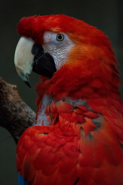 a bright red and blue parrot sitting on a tree nch