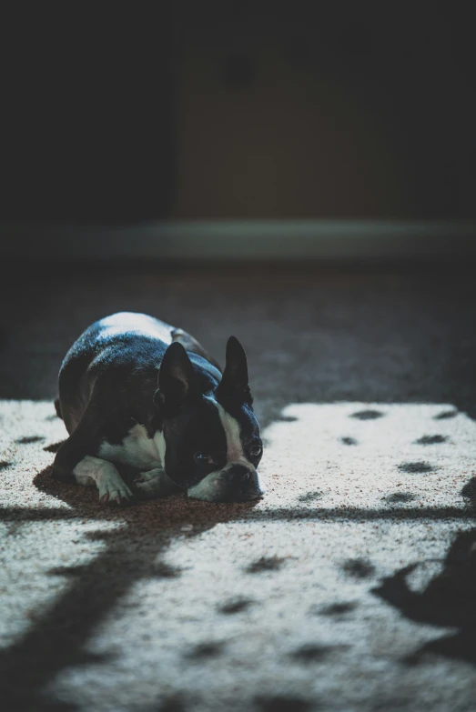 a dog sitting on a rug next to a cat