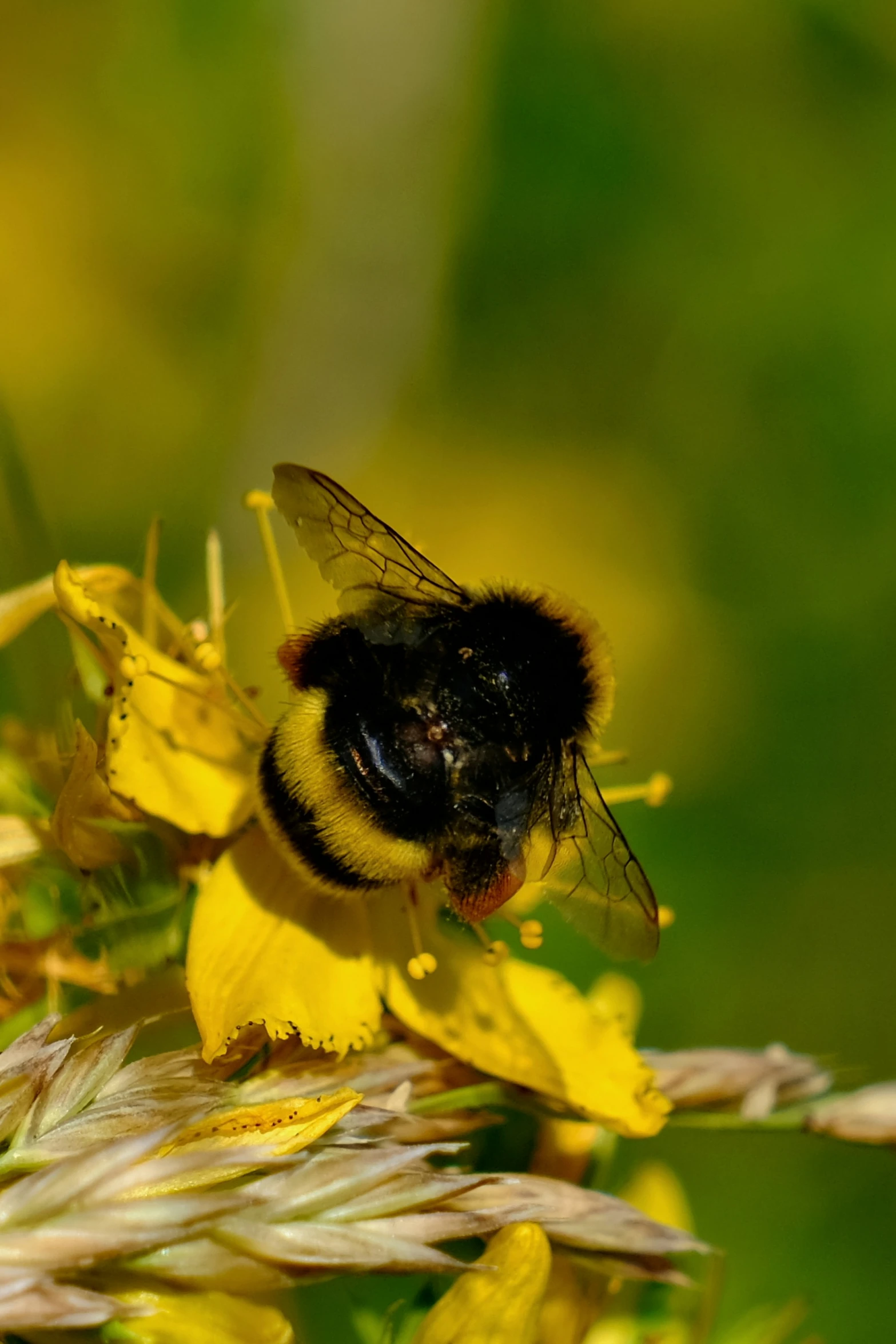 a yellow and black bum is resting on a flower