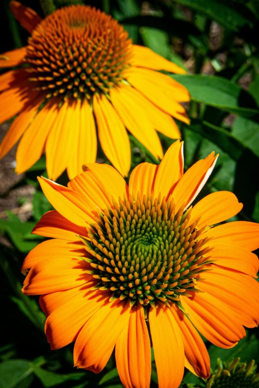 some pretty flowers that are sitting next to each other