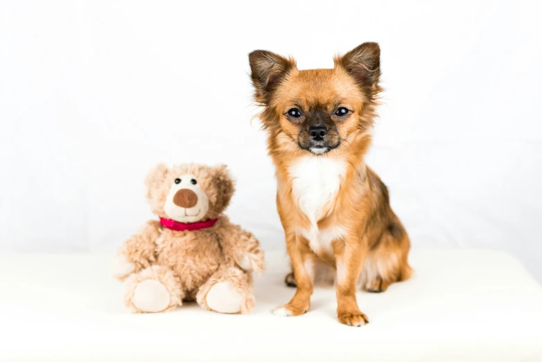 a brown dog sitting next to a brown teddy bear