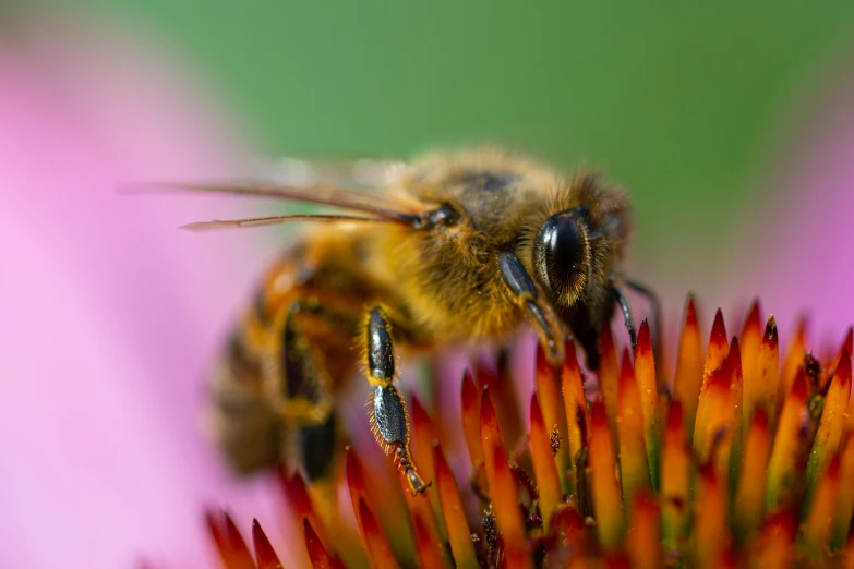 the bee is on the pollen of the flower