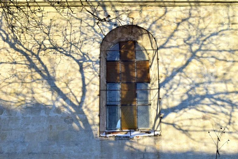 a tree is casting a shadow across a wall