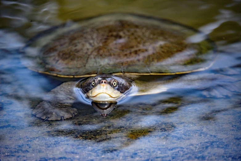 the turtle is swimming in the water very close to the camera