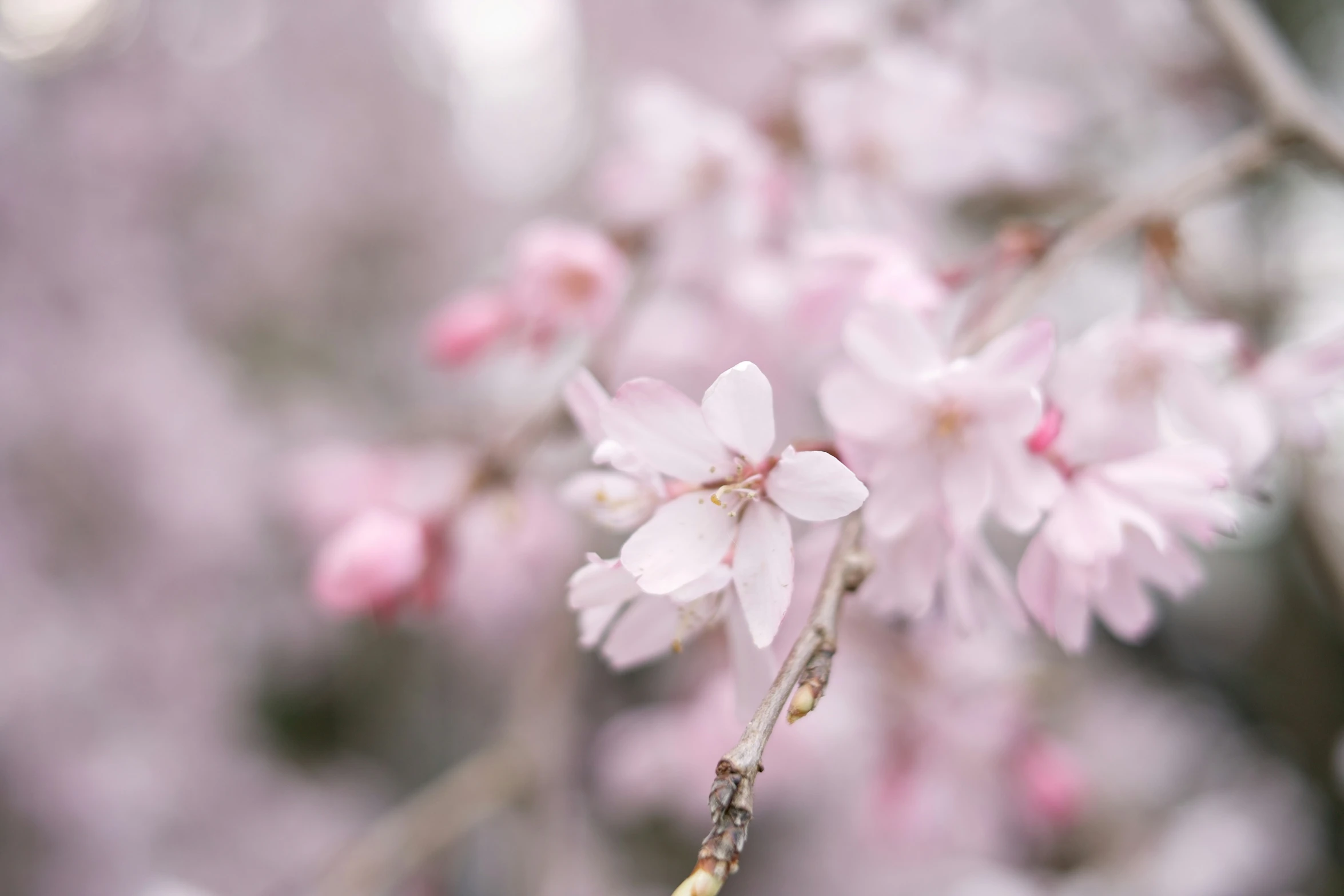 a close - up po of some pink flowers