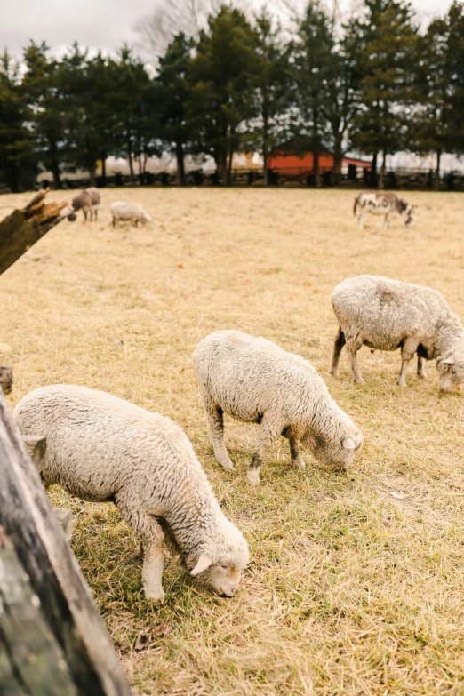 some sheep are grazing on a field with a fence