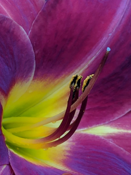 the large pink flower has yellow stamen on it's center