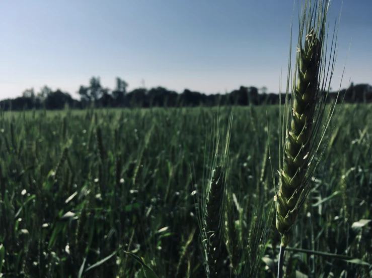 green grain cropping in a field under a blue sky