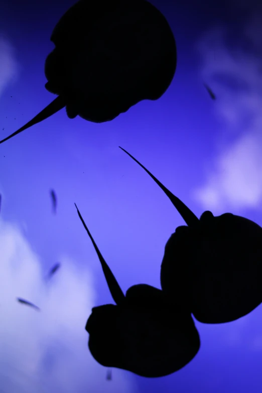 two dandelions hanging from a wire against a sky