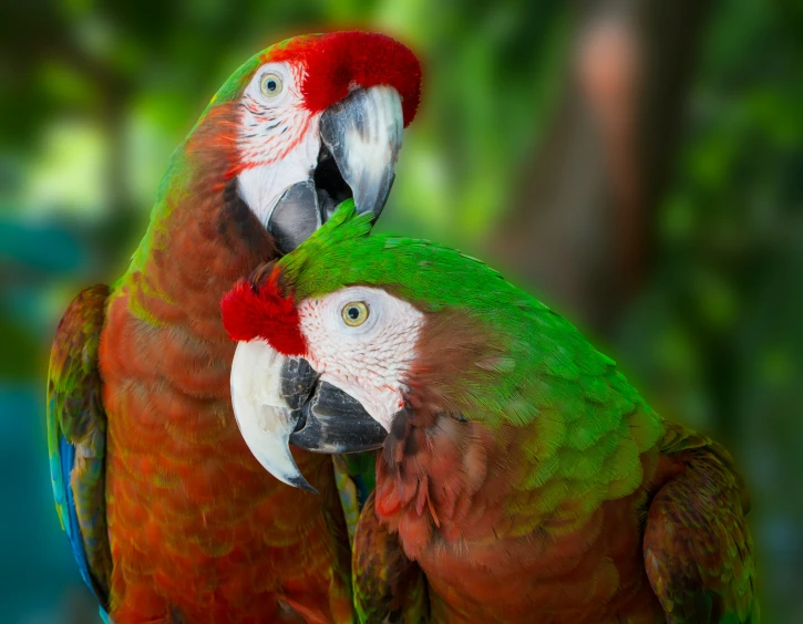 two colorful birds are standing side by side