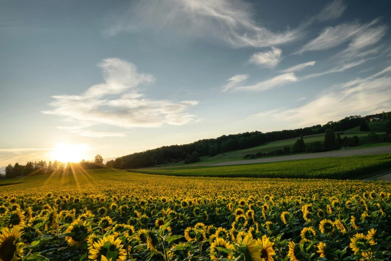 a field full of sunflowers at sunset with the sun behind them