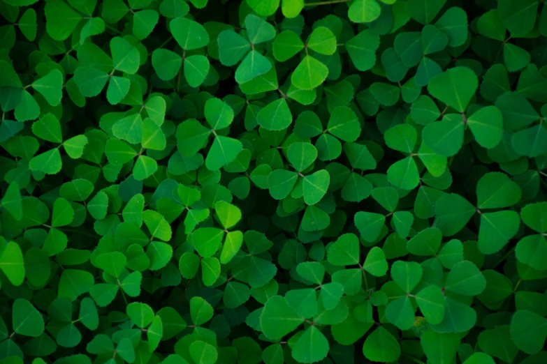 leaves of green plants with small leaves