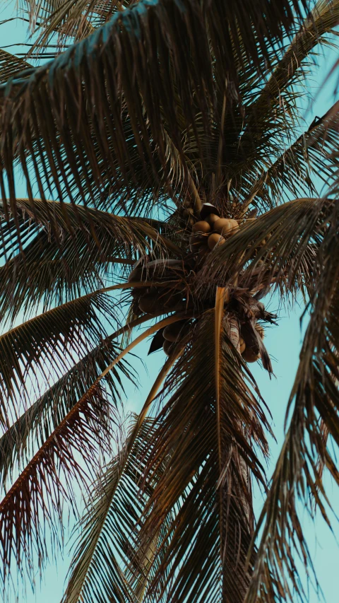 the trunk of a palm tree is unripe