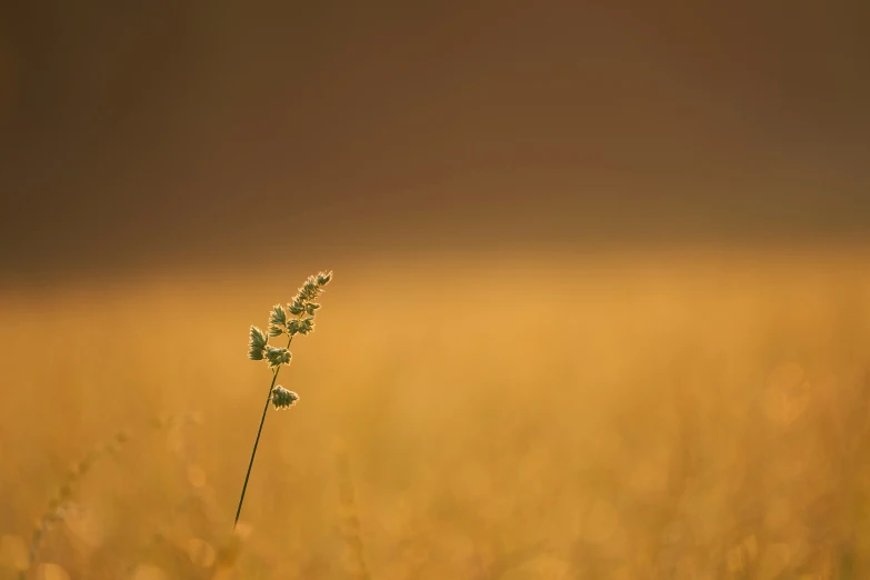 a plant sits in the middle of an open field