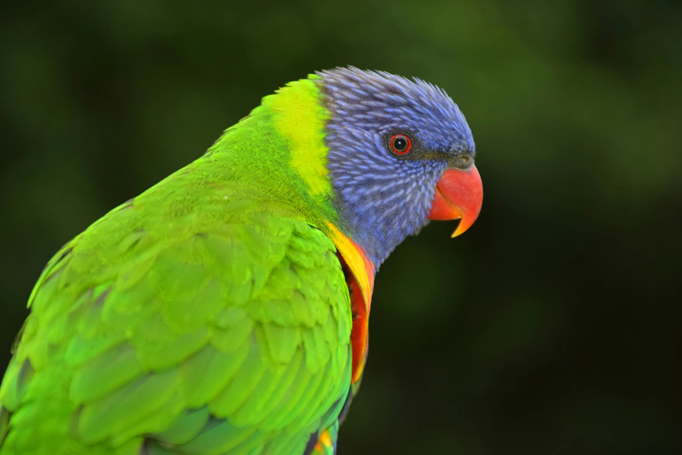 a colorful bird standing on top of a wooden stand