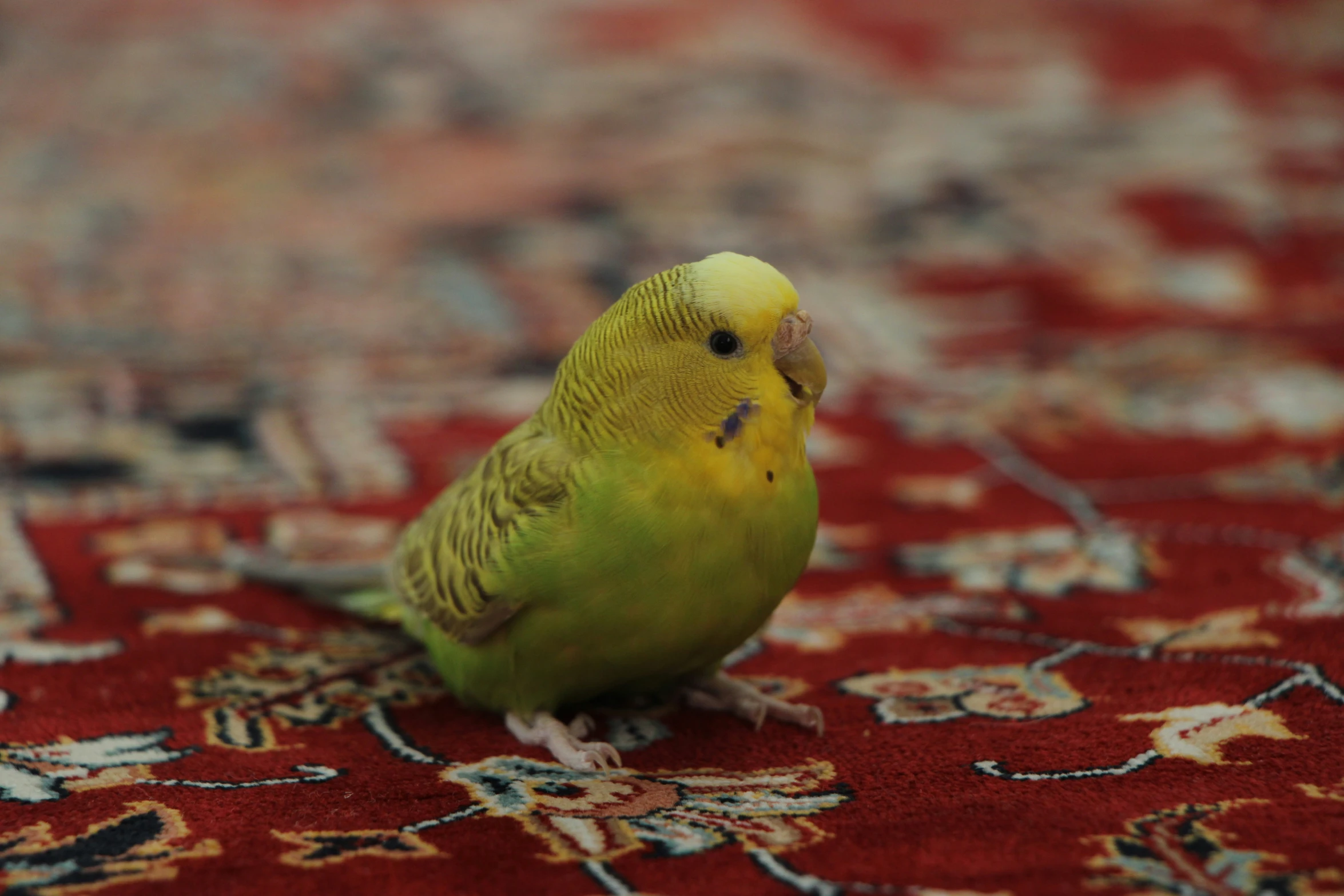 a bird is sitting on top of a red carpet