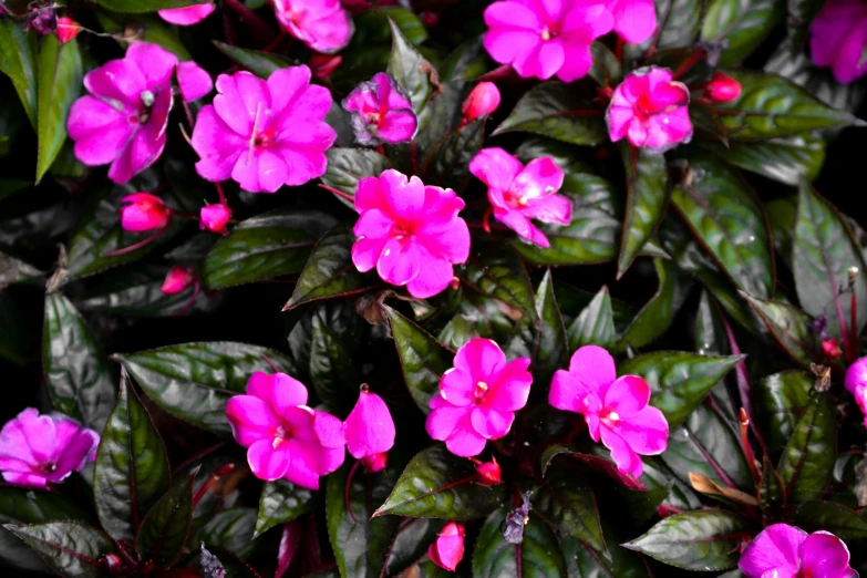 pink flowers growing in a garden with green leaves